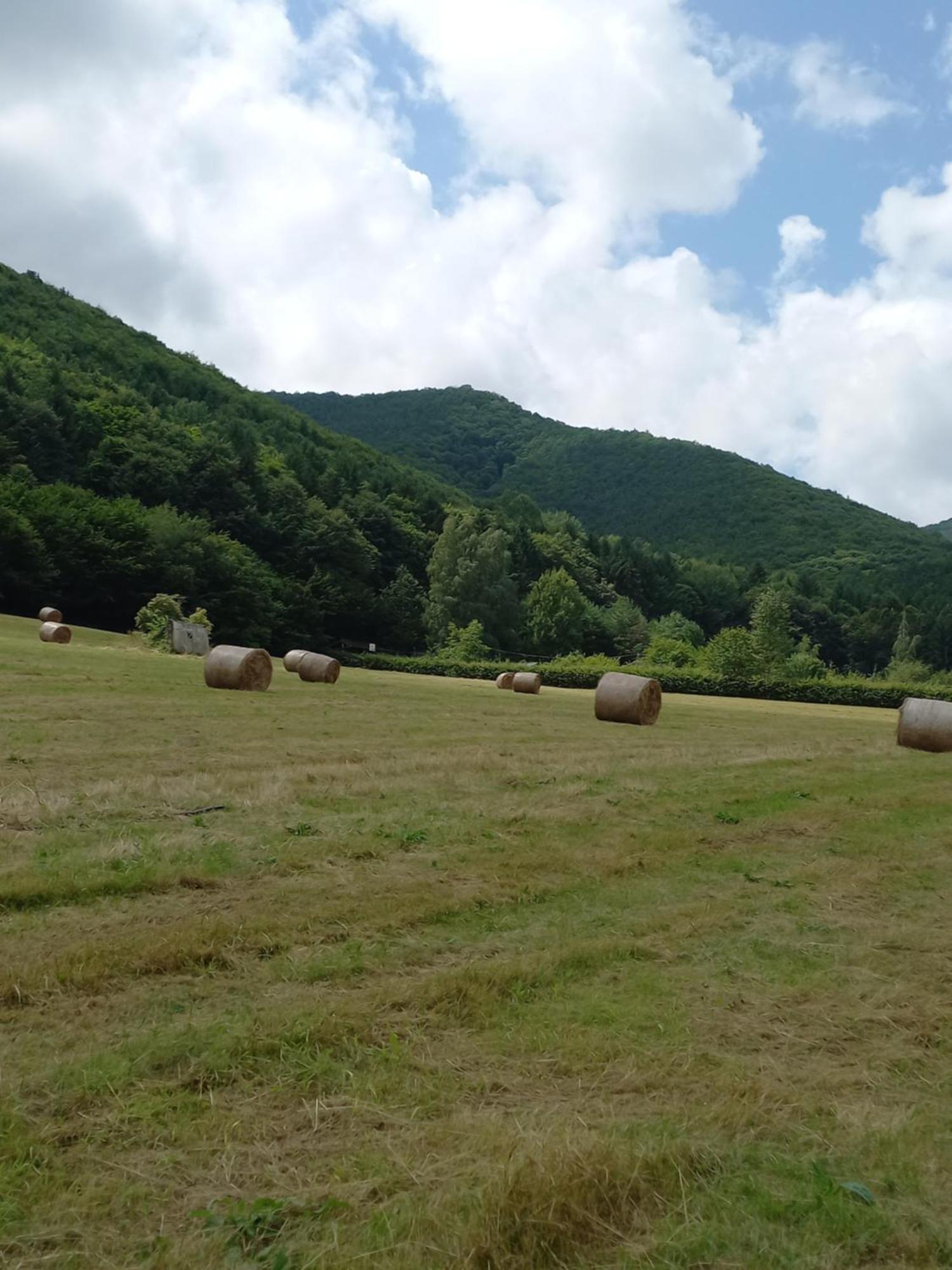 Pensiunea Natura Sadu Sibiu Dış mekan fotoğraf